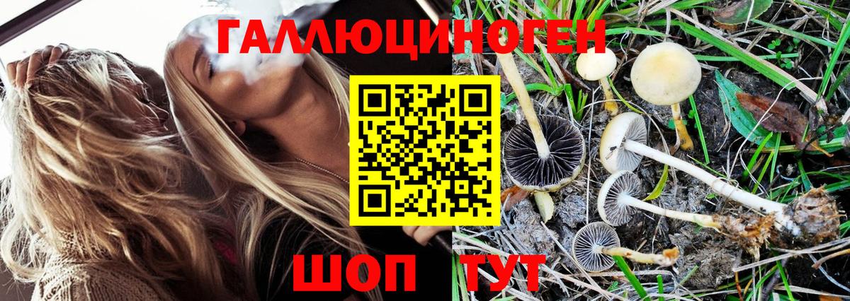 Псилоцибиновые грибы GOLDEN TEACHER Реж